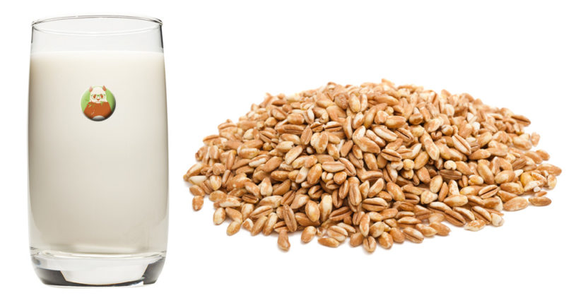 Bebida de espelta - Bebida vegetal de grano, cereal o pseudocereal